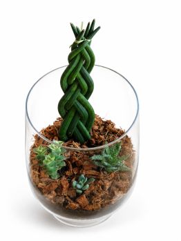 /images/product_images/info_images/jekskljuzivnyj-avtorskij-phlorarium-aqua-tech-exclusive-florarium-fl003_1.png