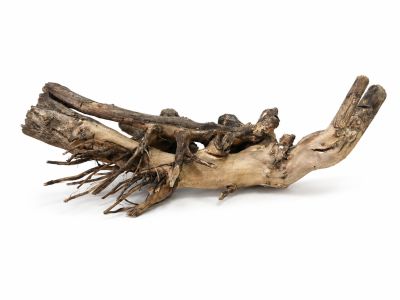 /images/product_images/info_images/korjaga-v-akvarium--terrarium---naturalnaja-prirodnaja-dekoracija-0366_2.png