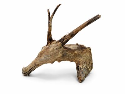 /images/product_images/info_images/korjaga-v-akvarium--terrarium---naturalnaja-prirodnaja-dekoracija-0367_1.png